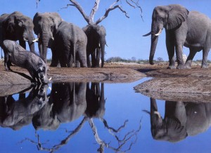Elefanter ved vannhullet