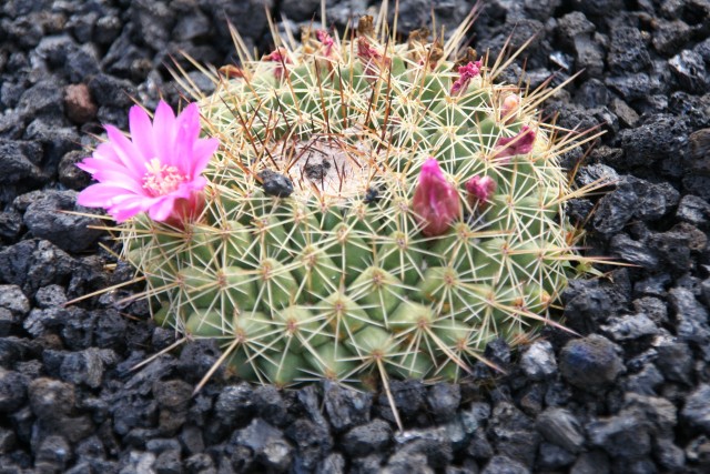 Utrolig vakker - men stikkende farlig
Kaktus i kaktusparken, Lanzarote