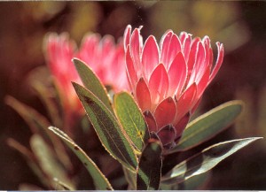 Protea - Sr-Afrikas nasjonalblomst