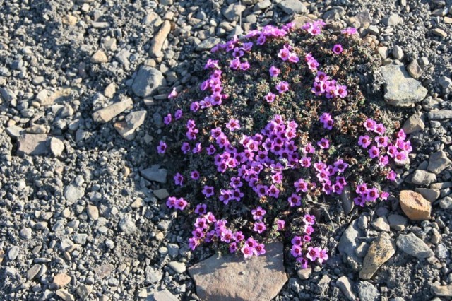 IMG 2297
Det finnes faktisk mange typer blomstrende planter ogs p Svalbard